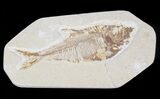 Lot: Green River Fossil Fish - Pieces #81294-3